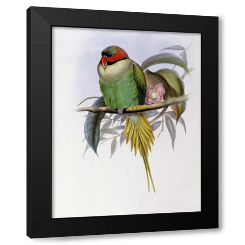 Bonapartes Parakeet Black Modern Wood Framed Art Print by Glover, John