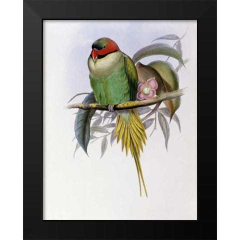 Bonapartes Parakeet Black Modern Wood Framed Art Print by Glover, John