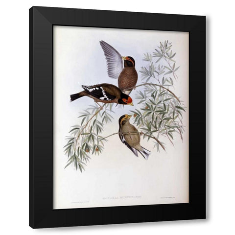 Burtons Grosbeak Black Modern Wood Framed Art Print with Double Matting by Glover, John