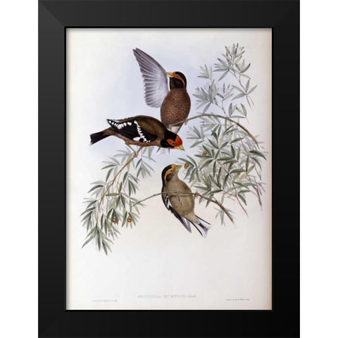 Burtons Grosbeak Black Modern Wood Framed Art Print by Glover, John