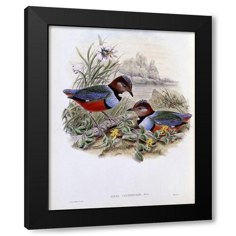 Celebean Pitta Black Modern Wood Framed Art Print by Gould, John