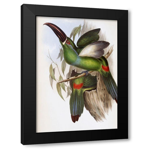 Chestnut-Billed Groove-Bill (Toucan) Black Modern Wood Framed Art Print with Double Matting by Gould, John