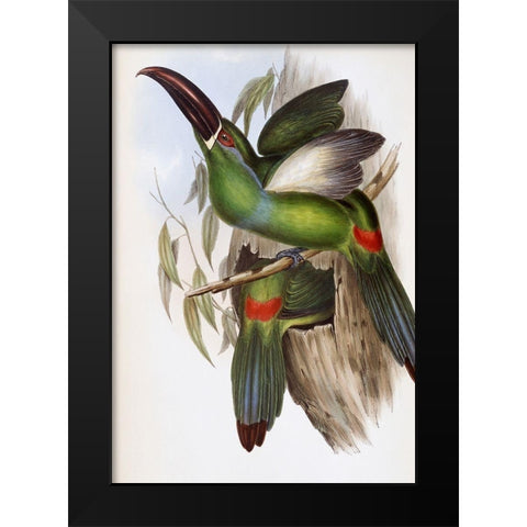 Chestnut-Billed Groove-Bill (Toucan) Black Modern Wood Framed Art Print by Gould, John