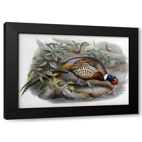 Chinese Ring-Necked Pheasant Black Modern Wood Framed Art Print by Glover, John