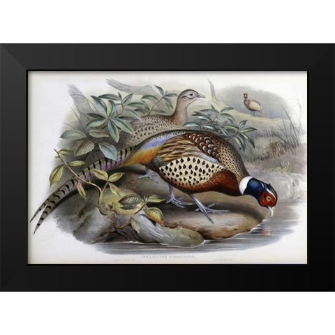 Chinese Ring-Necked Pheasant Black Modern Wood Framed Art Print by Glover, John