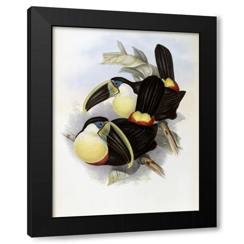 Citron-Brested Toucan Black Modern Wood Framed Art Print by Gould, John