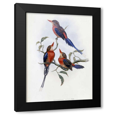 Crimson and Brown Kingfisher Black Modern Wood Framed Art Print by Glover, John