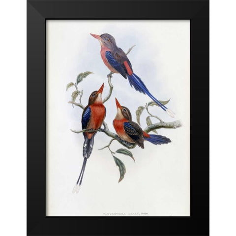 Crimson and Brown Kingfisher Black Modern Wood Framed Art Print by Glover, John