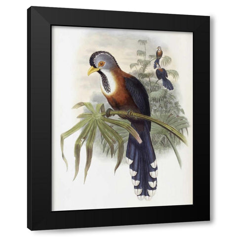 Curled-Crested Cuckoo Black Modern Wood Framed Art Print with Double Matting by Glover, John