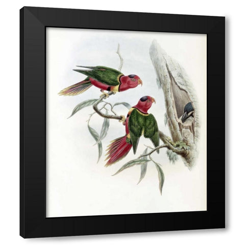 Duchess of Connaughts Parakeet Black Modern Wood Framed Art Print with Double Matting by Glover, John