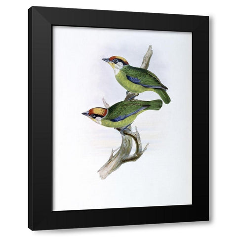 Franklins Barbet Black Modern Wood Framed Art Print by Gould, John