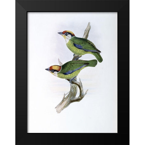 Franklins Barbet Black Modern Wood Framed Art Print by Gould, John