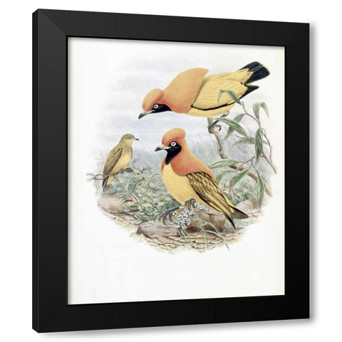 Golden Bird of Paradise Black Modern Wood Framed Art Print by Glover, John