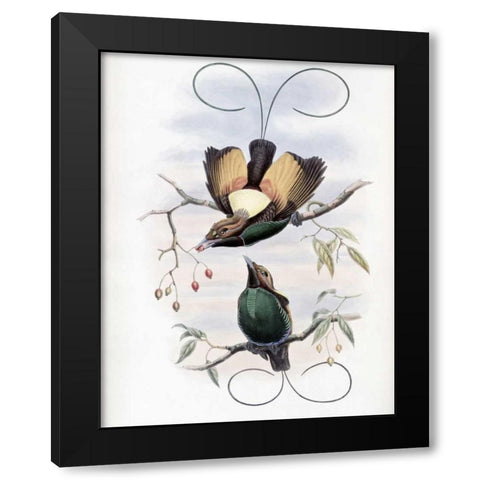 Golden-Winged Bird of Paradise Black Modern Wood Framed Art Print by Glover, John