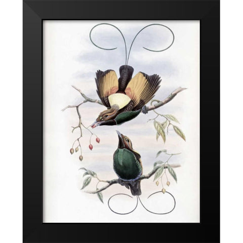 Golden-Winged Bird of Paradise Black Modern Wood Framed Art Print by Glover, John