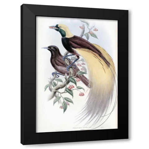 Greater Bird of Paradise Black Modern Wood Framed Art Print with Double Matting by Glover, John