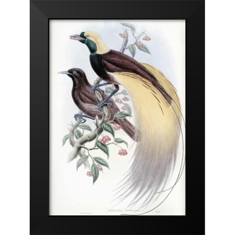 Greater Bird of Paradise Black Modern Wood Framed Art Print by Glover, John