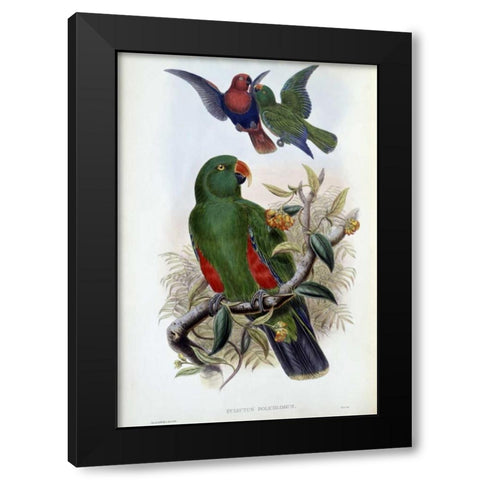 Green Lory Black Modern Wood Framed Art Print with Double Matting by Glover, John