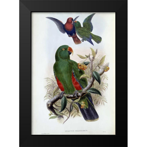 Green Lory Black Modern Wood Framed Art Print by Glover, John