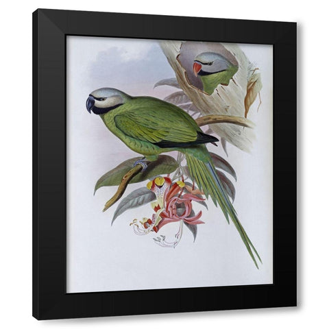 Grey-Headed Parakeet Black Modern Wood Framed Art Print with Double Matting by Gould, John