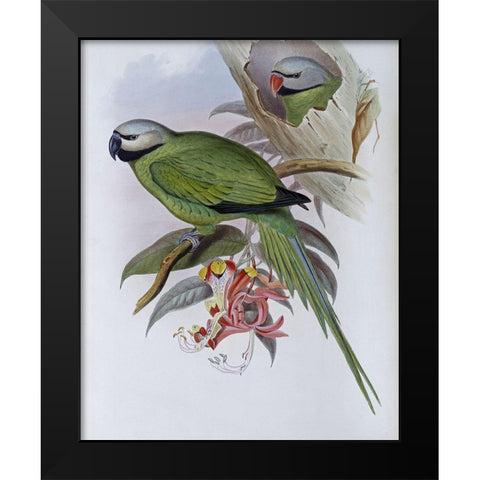 Grey-Headed Parakeet Black Modern Wood Framed Art Print by Gould, John