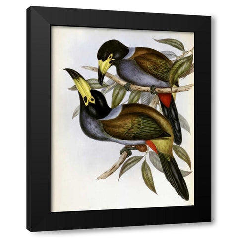 Hooded Hill Toucan Black Modern Wood Framed Art Print by Glover, John