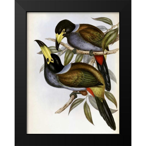 Hooded Hill Toucan Black Modern Wood Framed Art Print by Glover, John