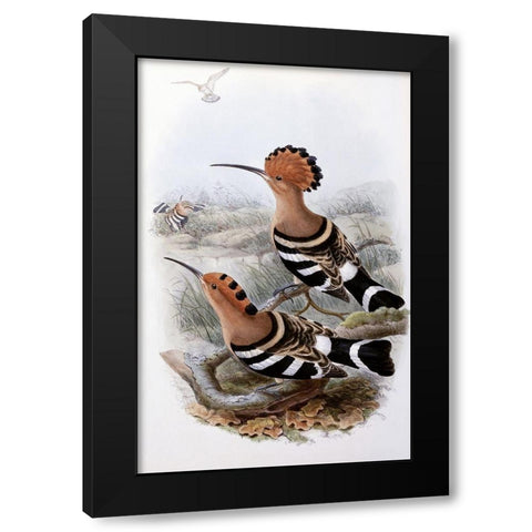 Indian Hoopoe Black Modern Wood Framed Art Print by Gould, John