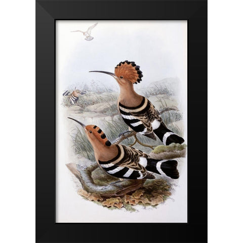 Indian Hoopoe Black Modern Wood Framed Art Print by Gould, John
