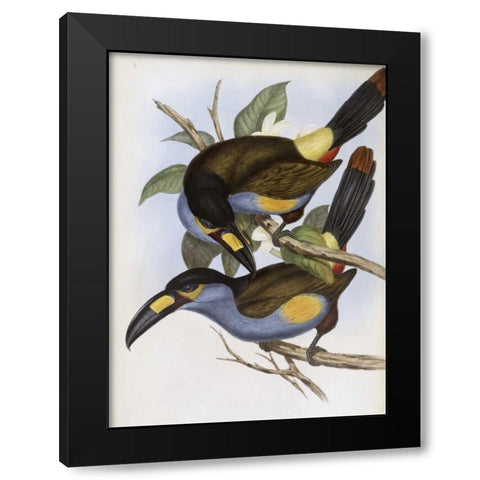 Laminated Hill Toucan Black Modern Wood Framed Art Print by Glover, John