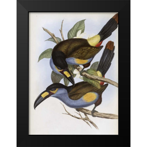 Laminated Hill Toucan Black Modern Wood Framed Art Print by Glover, John