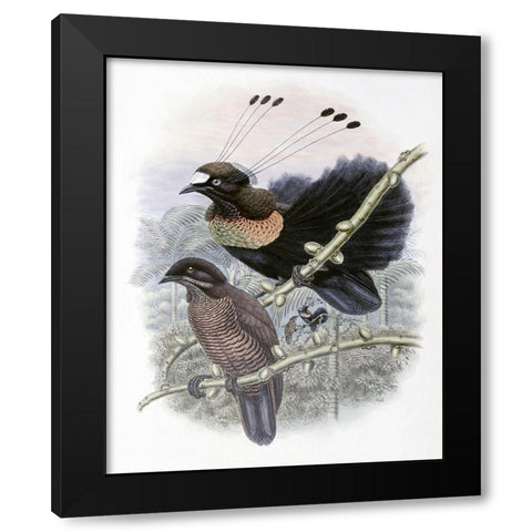 Lawes Bird of Paradise Black Modern Wood Framed Art Print by Gould, John
