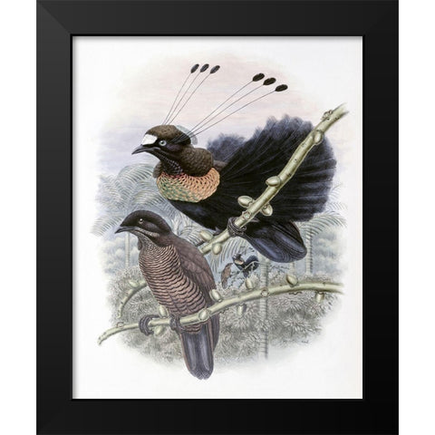 Lawes Bird of Paradise Black Modern Wood Framed Art Print by Gould, John