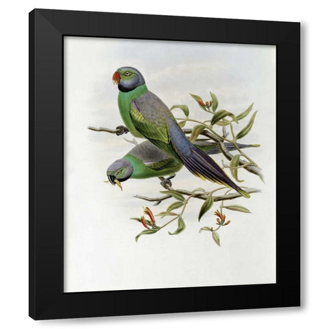 Mrs. Layards Parakeet Black Modern Wood Framed Art Print with Double Matting by Glover, John