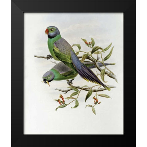 Mrs. Layards Parakeet Black Modern Wood Framed Art Print by Glover, John
