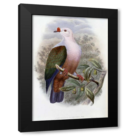 New-Ireland Fruit-Pigeon Black Modern Wood Framed Art Print with Double Matting by Glover, John