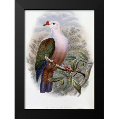 New-Ireland Fruit-Pigeon Black Modern Wood Framed Art Print by Glover, John
