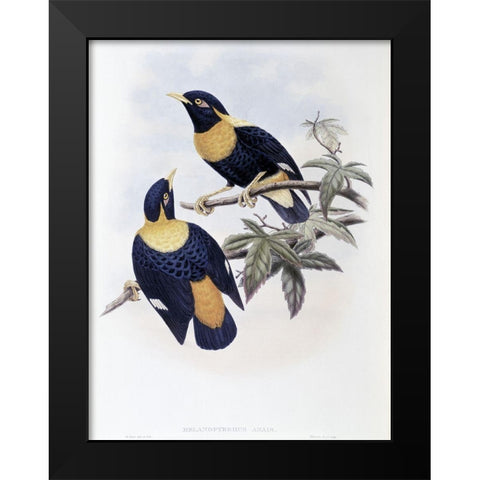 Orange-Crested Starling Black Modern Wood Framed Art Print by Gould, John
