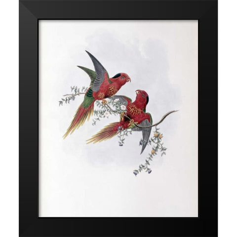 Pectoral Lorikeet Black Modern Wood Framed Art Print by Glover, John