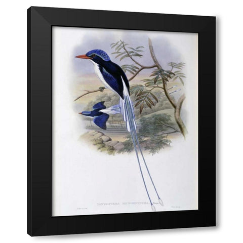 Port-Moresby Racket-Tailed Kingfisher Black Modern Wood Framed Art Print with Double Matting by Glover, John