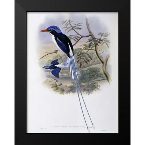 Port-Moresby Racket-Tailed Kingfisher Black Modern Wood Framed Art Print by Glover, John