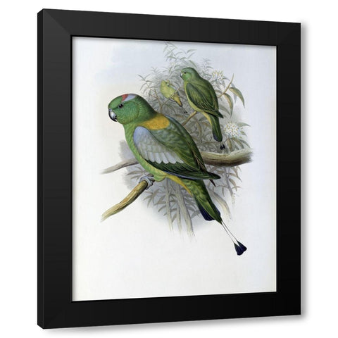 Racket-Tailed Parrot Black Modern Wood Framed Art Print by Gould, John
