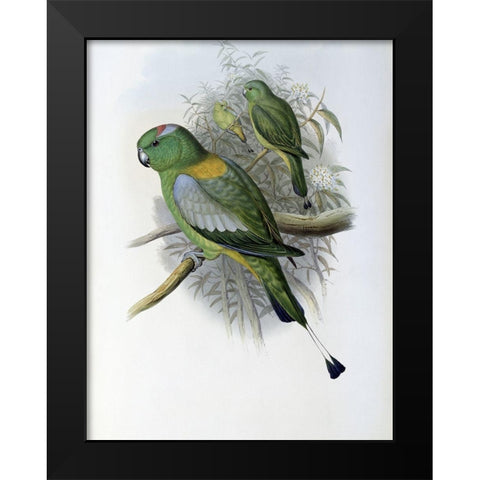 Racket-Tailed Parrot Black Modern Wood Framed Art Print by Gould, John
