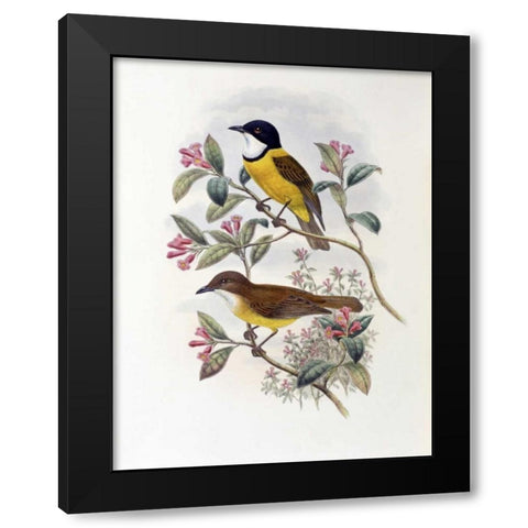 Ramsays Thickhead Black Modern Wood Framed Art Print with Double Matting by Glover, John