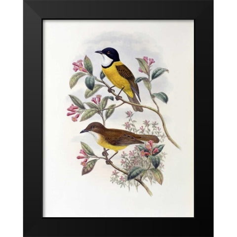 Ramsays Thickhead Black Modern Wood Framed Art Print by Glover, John