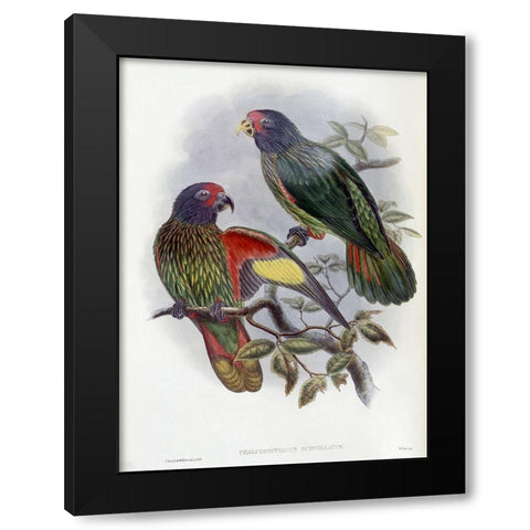Red-Fronted Lory Black Modern Wood Framed Art Print by Gould, John