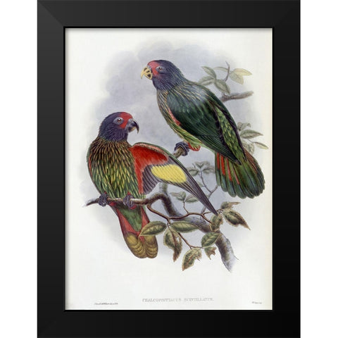 Red-Fronted Lory Black Modern Wood Framed Art Print by Gould, John
