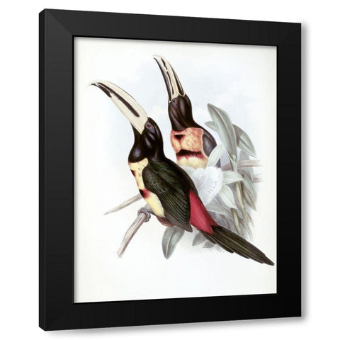 Red-Rumped Aracari (Toucan) Black Modern Wood Framed Art Print by Gould, John