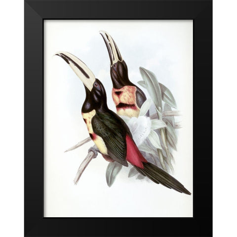 Red-Rumped Aracari (Toucan) Black Modern Wood Framed Art Print by Gould, John