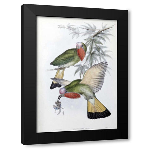 Red-Throated Nyctiornis Black Modern Wood Framed Art Print with Double Matting by Glover, John